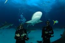 Mergulho com tubarões feito em Nassau - Bahamas